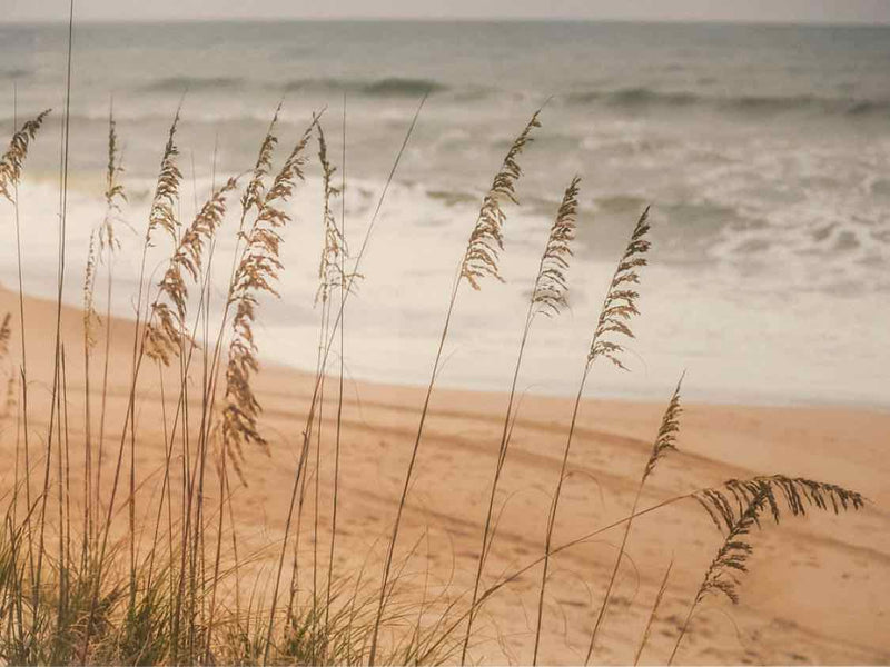 Beach Seagrass Print in White Gloss Finish Frame