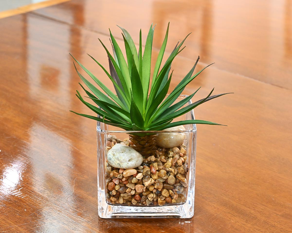 aloe vera plant in glass vase Medium Succulent in Glass Container W/Rocks – Furniture Consignment Gallery