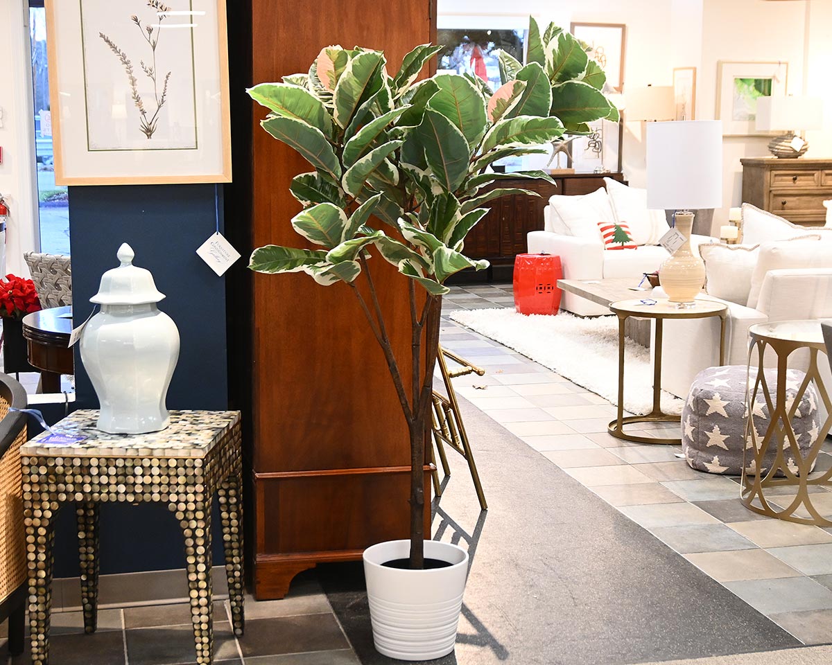 rubber tree interior design Artificall Standard Variegated Rubber Plant in Container – Furniture  Consignment Gallery