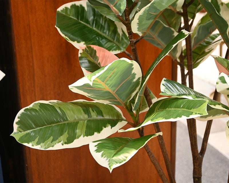 Artificall Standard Variegated Rubber Plant in Container