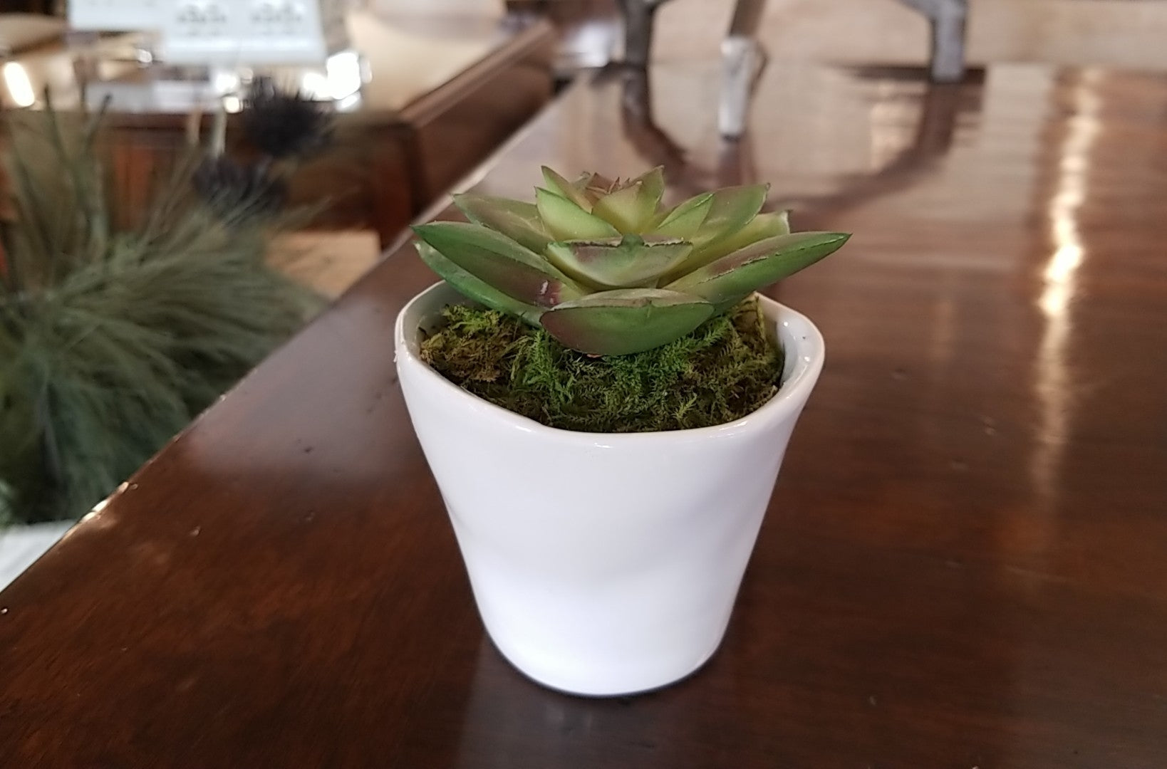 succulents burlington Low Succulent in White Pot IV