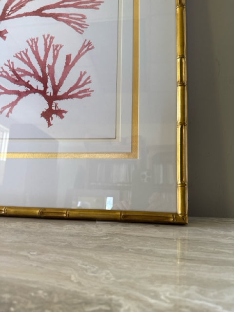 'Coral Study I' 1/2 Framed Print