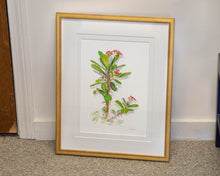'Crown of Thorns' Framed Print