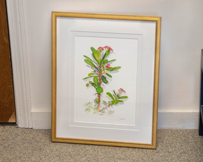 'Crown of Thorns' Framed Print