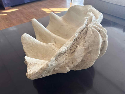 Giant Resin Clam Shell