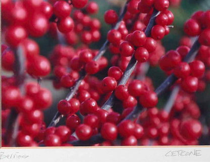 'Winter Berries'  Kim Cetrine Photograph Framed In Black Frame