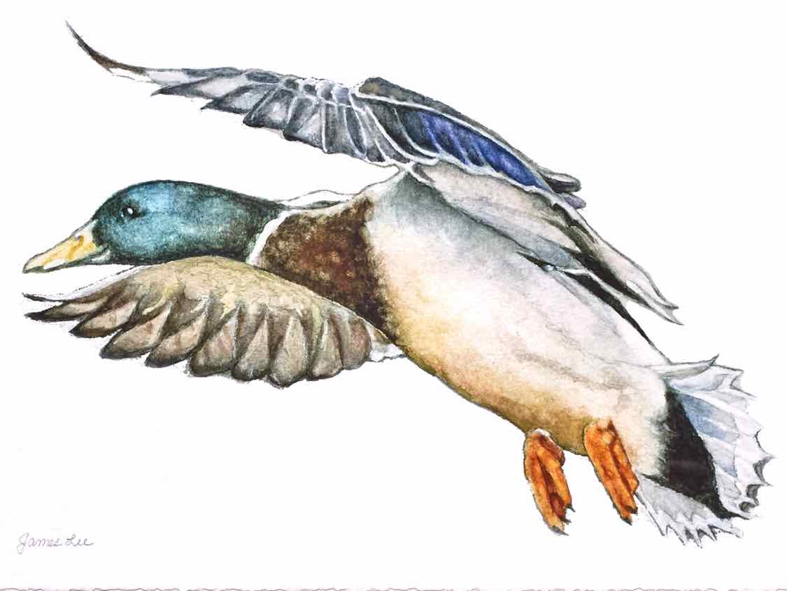 'Mallard 2' Art Print in Patina Frame