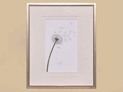 "Dandelion 1" Matted Print in Silver Beaded Frame