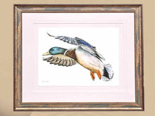 'Mallard 2' Art Print in Patina Frame