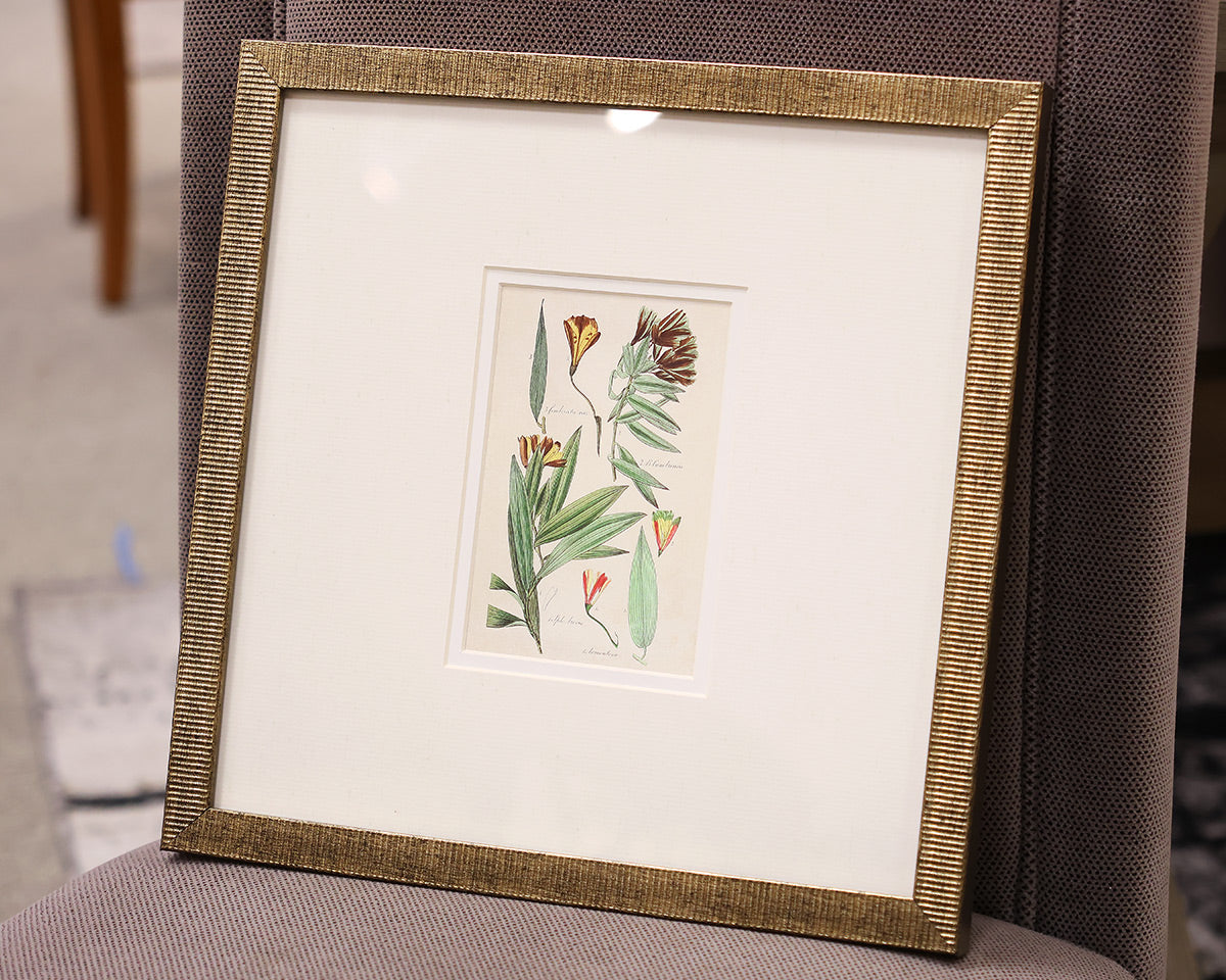 "Antique Botanical I C" Matted Print in Distressed Antique Gold Frame