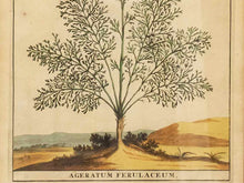 Gold Leaf Framed Print 'Ageratum Ferulaceum'