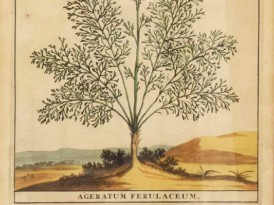 Gold Leaf Framed Print 'Ageratum Ferulaceum'