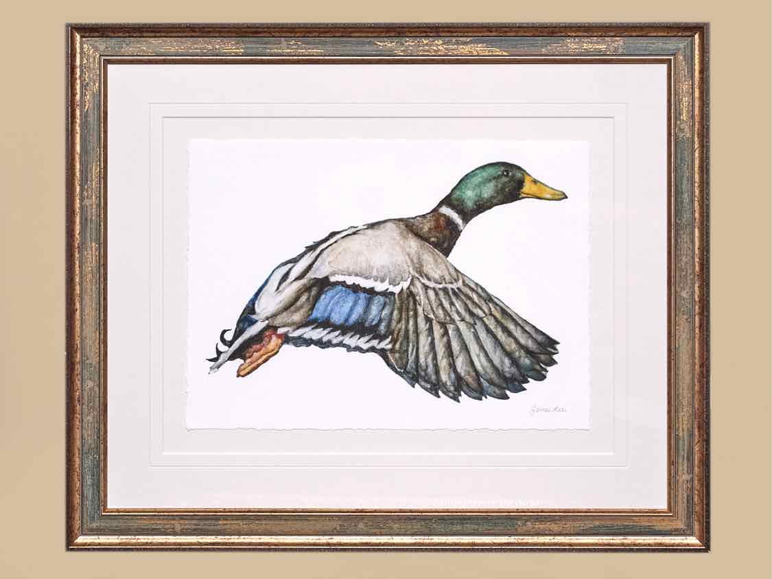 'Mallard 1' Art Print in Patina Frame