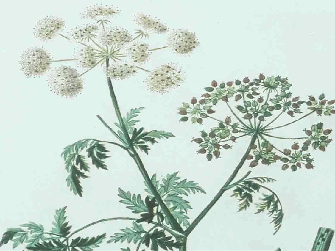 Antique Botanicals Framed Print I