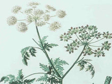 Antique Botanicals Framed Print I