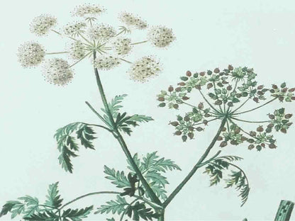 Antique Botanicals Framed Print I