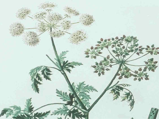 Antique Botanicals Framed Print I