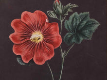 Framed Giclee 'Red Flowers at Midnight V'