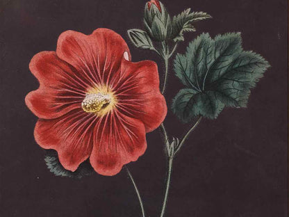 Framed Giclee 'Red Flowers at Midnight V'