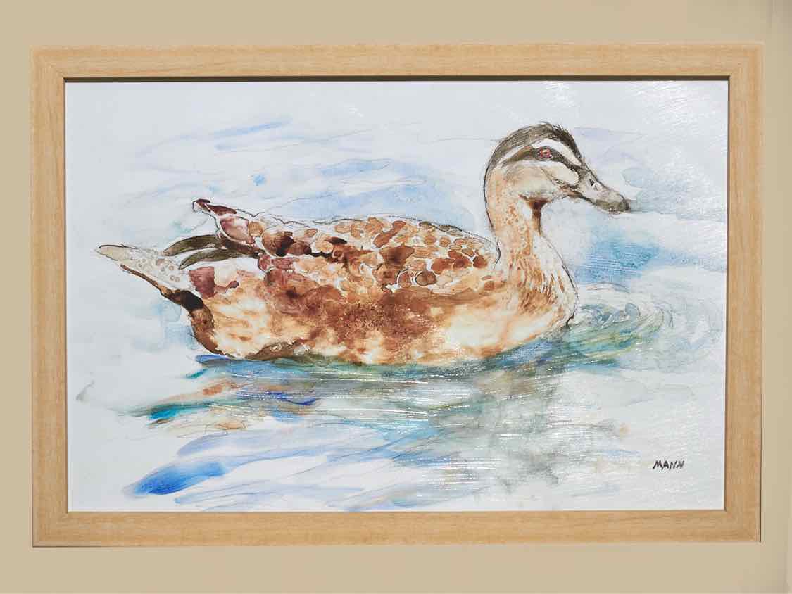 Framed Print:  "Water Duck II"