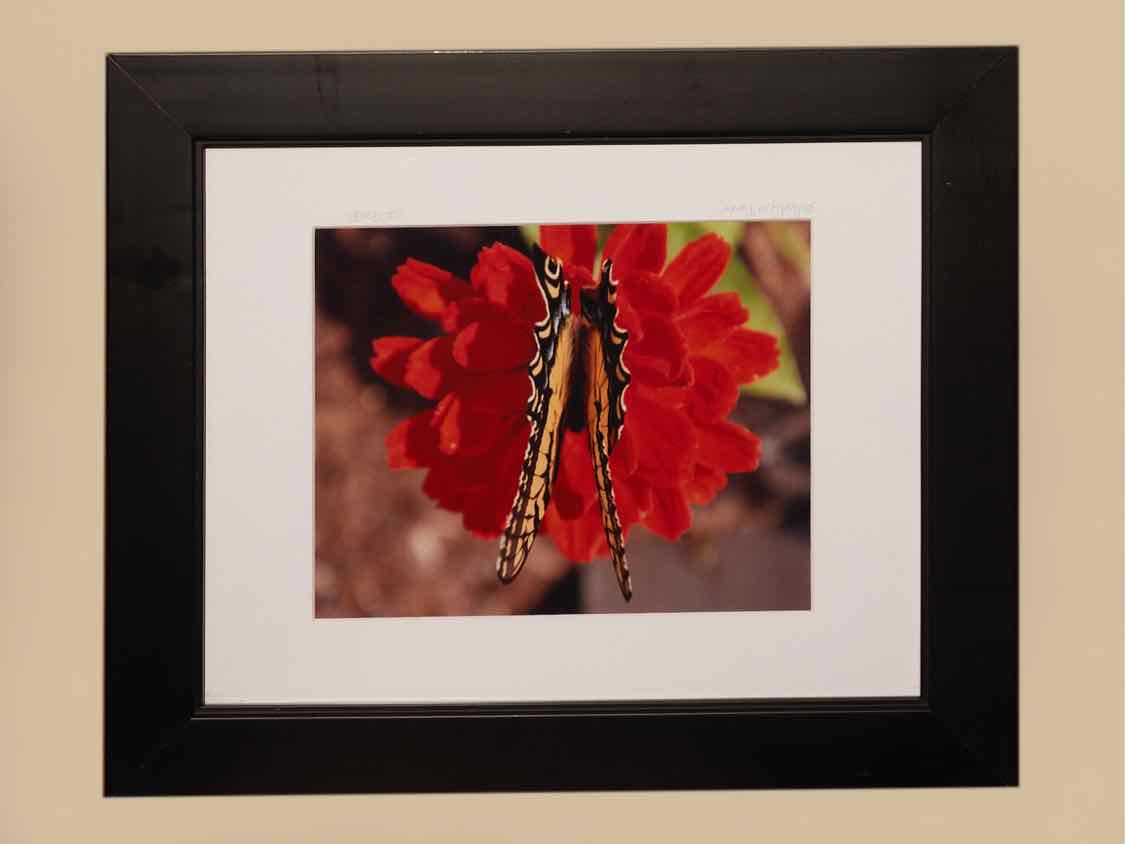 'Butterfly On a Zennia' Kim Cetrine Photograph Black Finish Frame