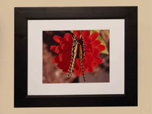 'Butterfly On a Zennia' Kim Cetrine Photograph Black Finish Frame