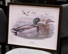 Vintage Illustration of a Mallard Duck
