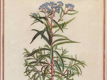 Gold Leaf Framed Print 'Gnaphalium Americanum'