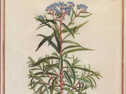 Gold Leaf Framed Print 'Gnaphalium Americanum'