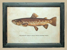'The Brown  Trout' Print Under Glass In Distressed Frame
