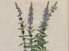 Gold Leaf Framed Print 'Lysimachia Spicata'