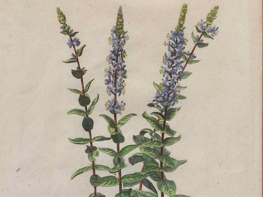 Gold Leaf Framed Print 'Lysimachia Spicata'