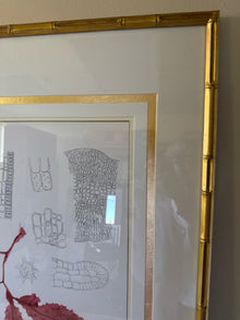 'Coral Study I' 2/2 Framed Print