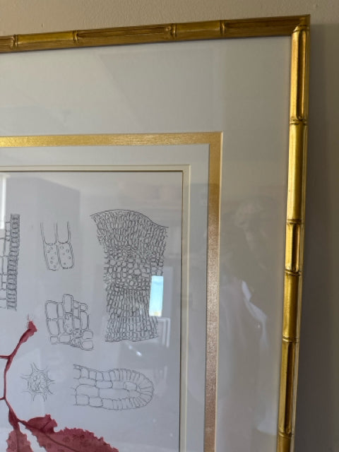 'Coral Study I' 2/2 Framed Print