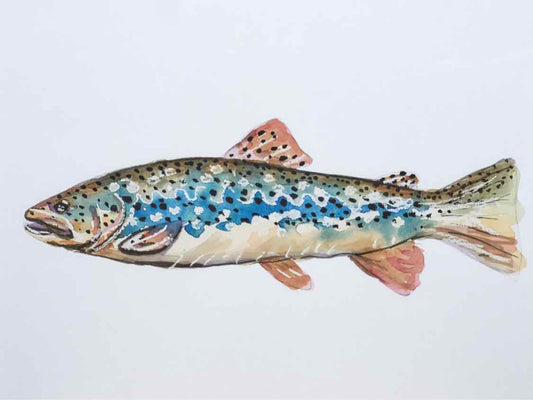 Framed Giclee:  "Colorful Trout IV"