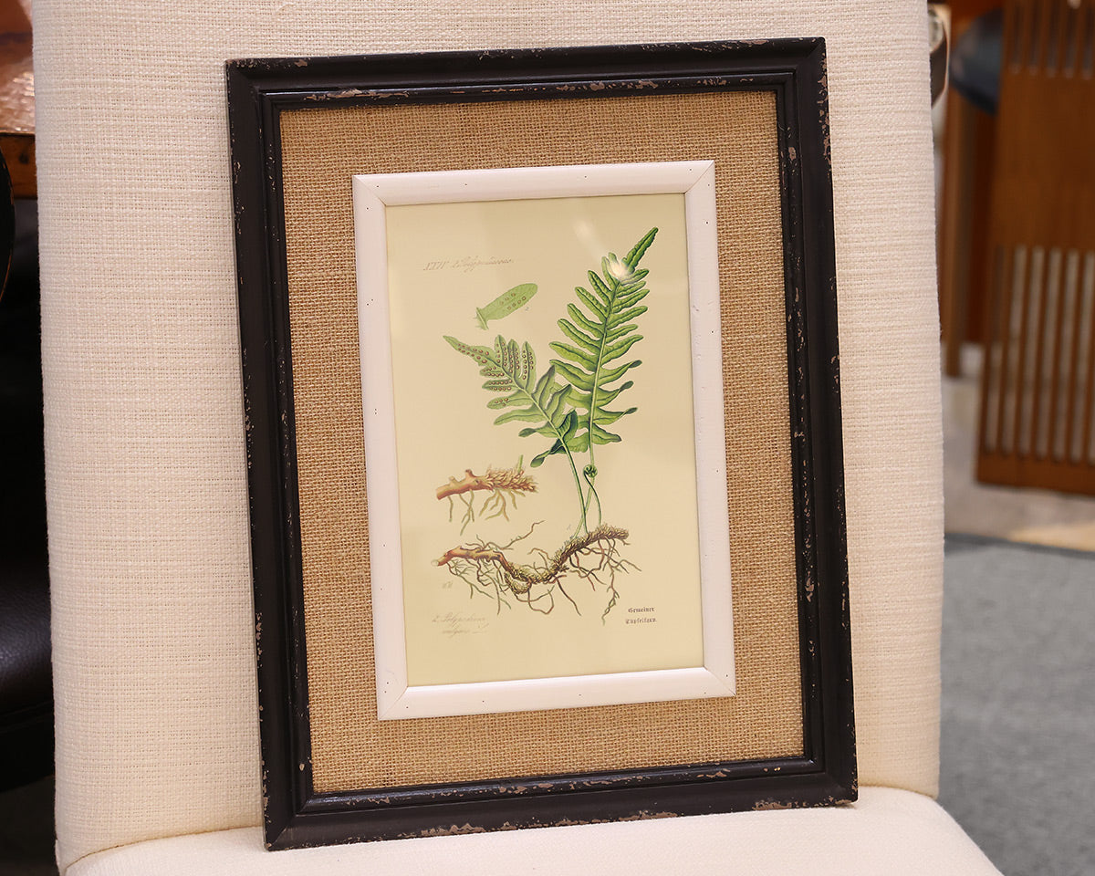 Framed Fern Print VI in Black Frame