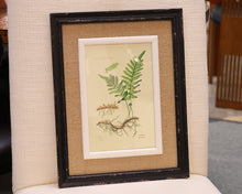 Framed Fern Print VI in Black Frame