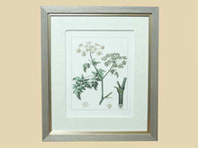 Antique Botanicals Framed Print I