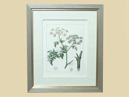Antique Botanicals Framed Print I