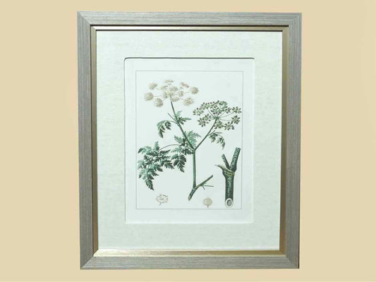 Antique Botanicals Framed Print I