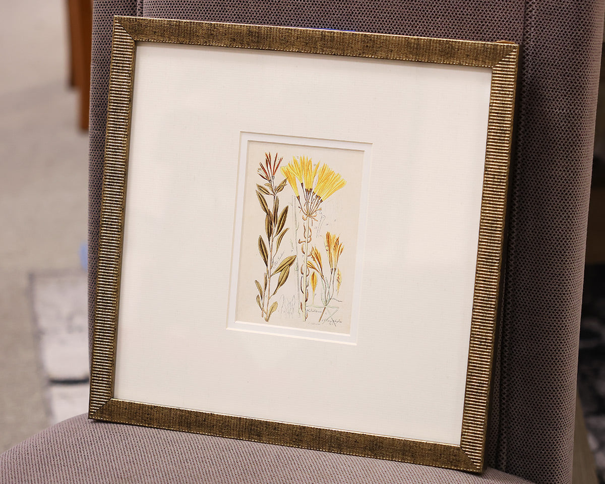 "Antique Botanical II A" Matted Print in Distressed Antique Gold Frame