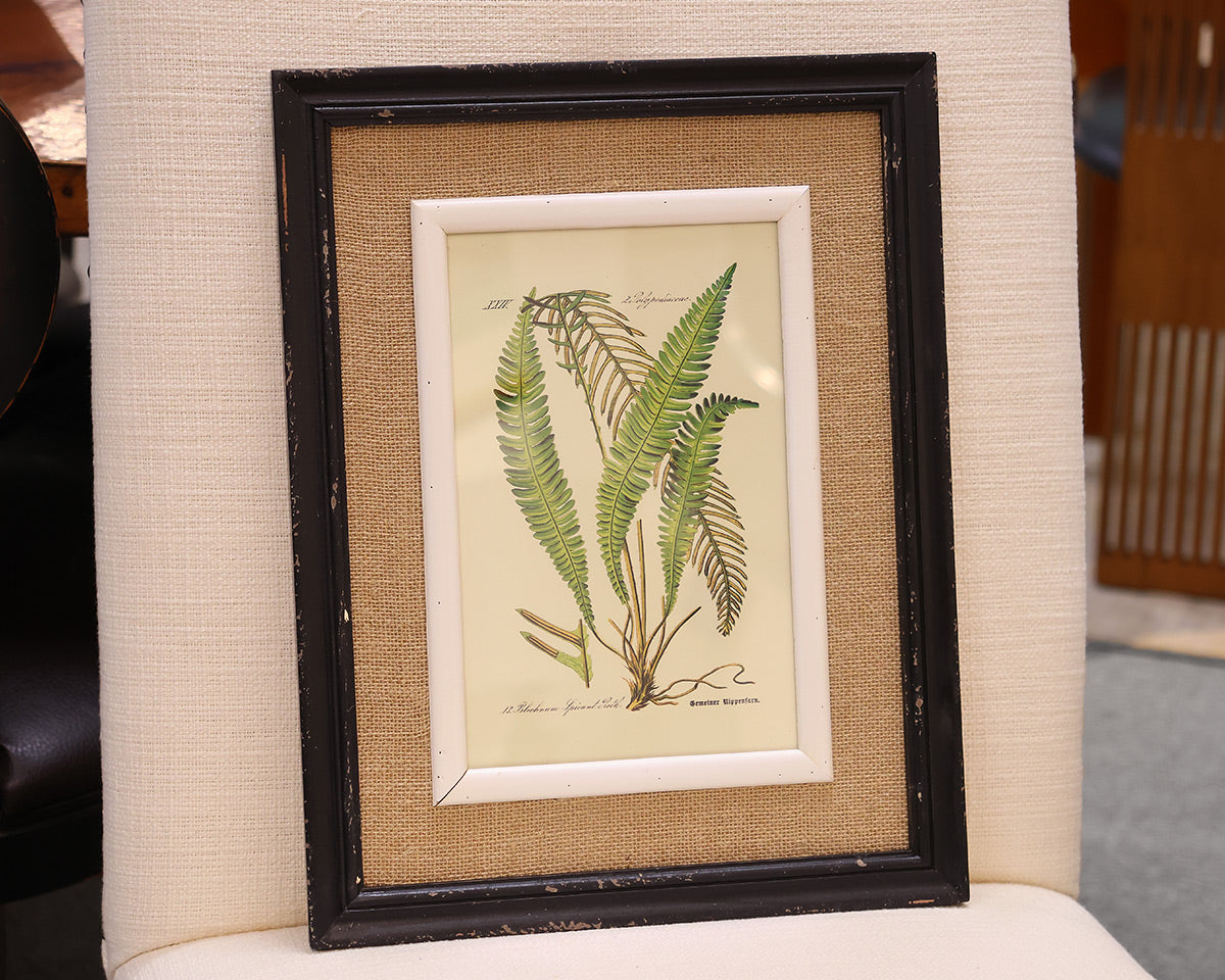 Framed Fern Print IV in Black Frame