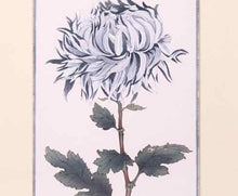 Framed Giclee 'Asian Blue & White Flowers V'