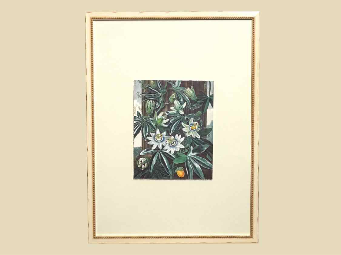 Framed Giclee: 'Temple of Flora XI'