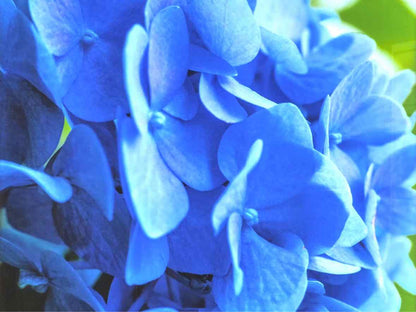 Framed Giclee 'Kate's Hydrangea I'
