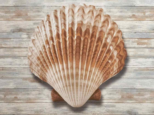 'Seashells IV' Print White Framed Under Glass