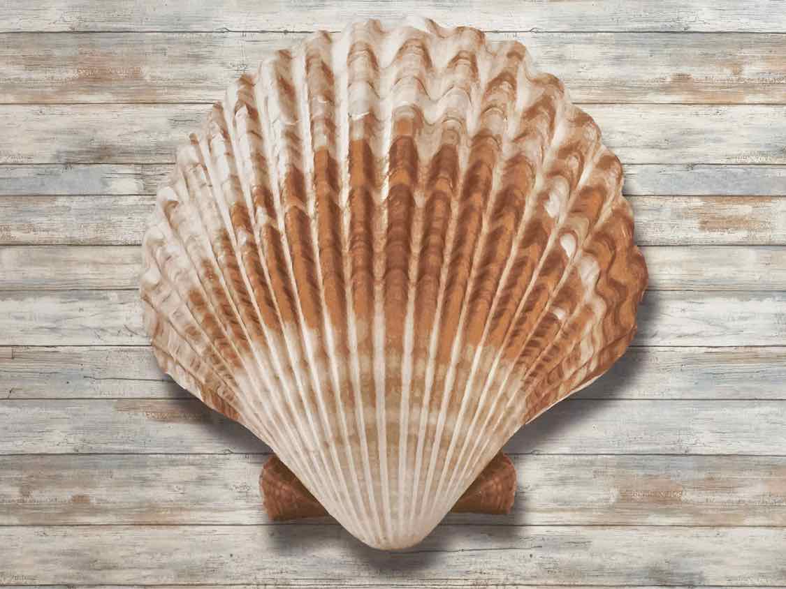 'Seashells IV' Print White Framed Under Glass