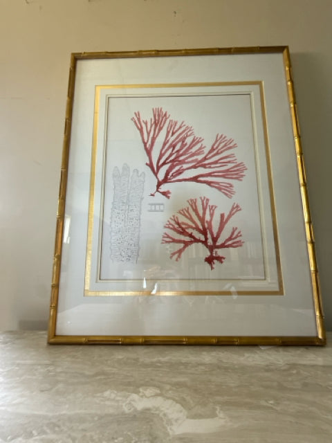 'Coral Study I' 1/2 Framed Print