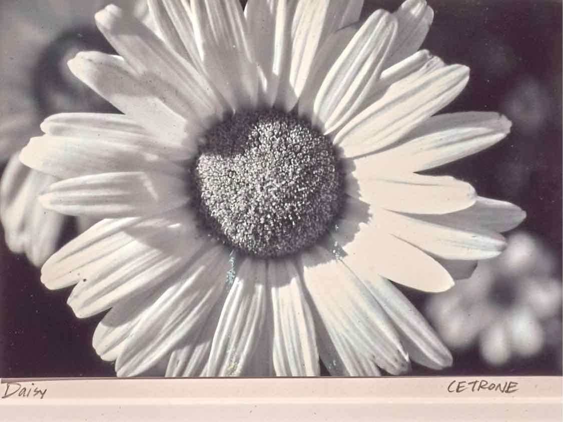 Black & White Photograph 'Daisy' By Kim Cetrine In Black Frame