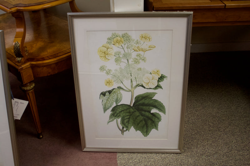 Framed Print:  Floral Lace IV